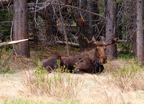 moose in rocky mountain national park