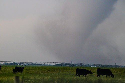we've got cows tornado